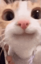 a close up of a cat 's face with its mouth open .